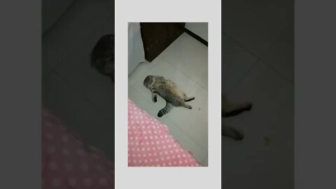 Lazy guy🐱🐈😍💕❤️