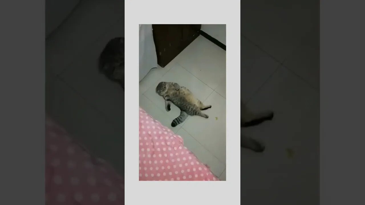 Lazy guy🐱🐈😍💕❤️