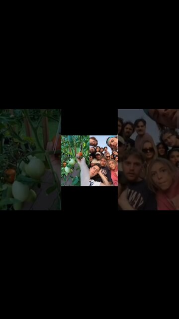 No Tomatoes Hurt During Filming