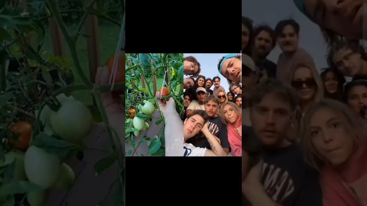 No Tomatoes Hurt During Filming