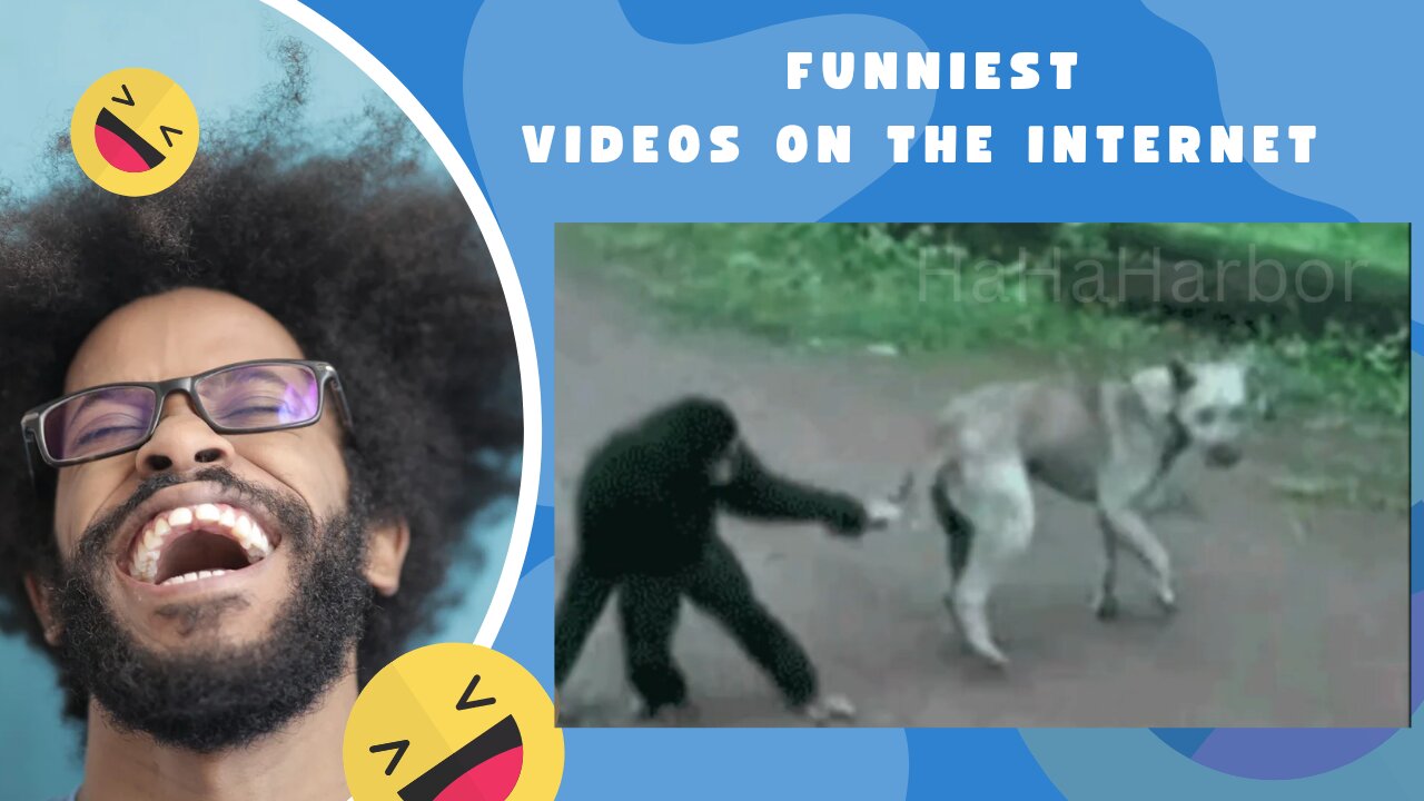 Monkey and Dogs Fight Movement Video for laughing 👌🤣🤣