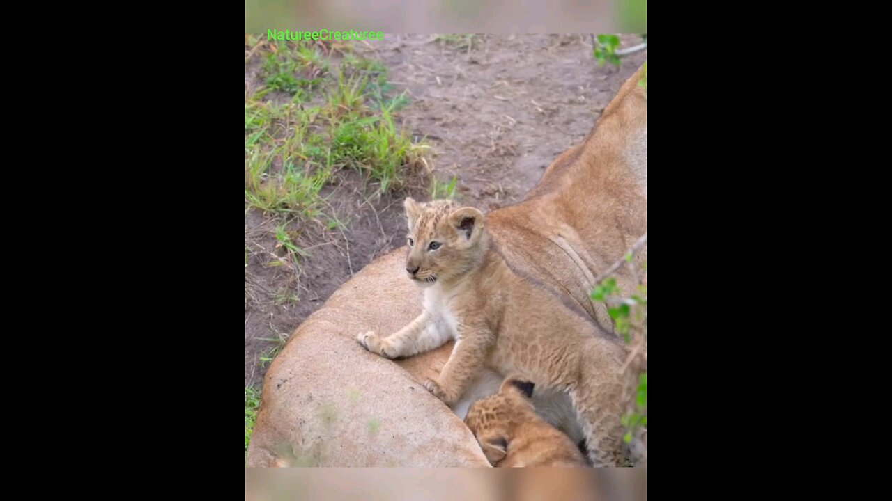 Baby Lion Cube