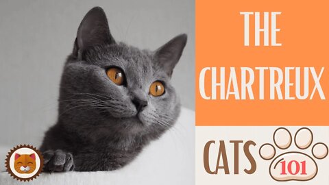 🐱 Cats 101 🐱 CHARTREUX CAT - Top Cat Facts about the CHARTREUX