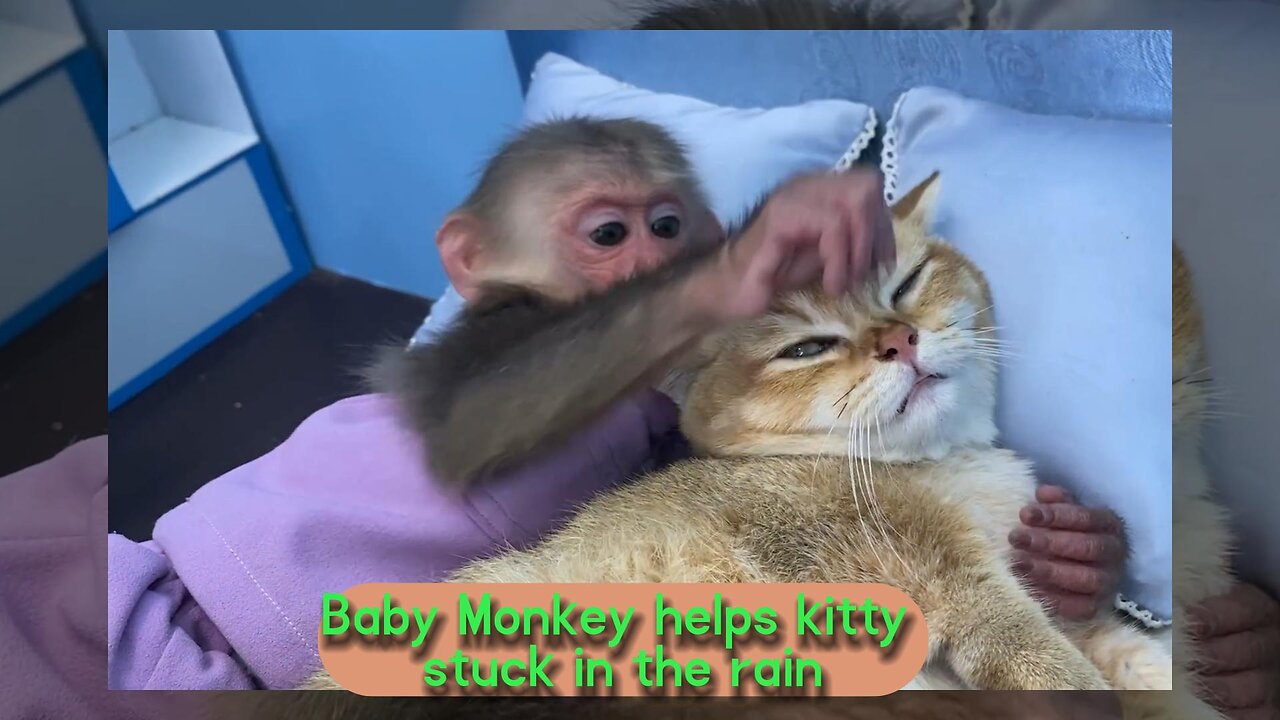 baby Monkey Help the kitten