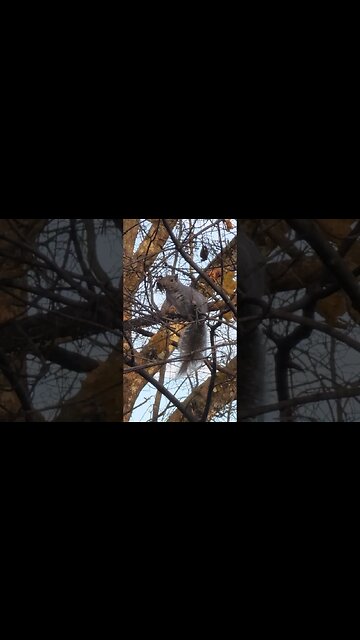 Funny Floofy Squirrel #fuzzy #floofy #cute #Squirrel