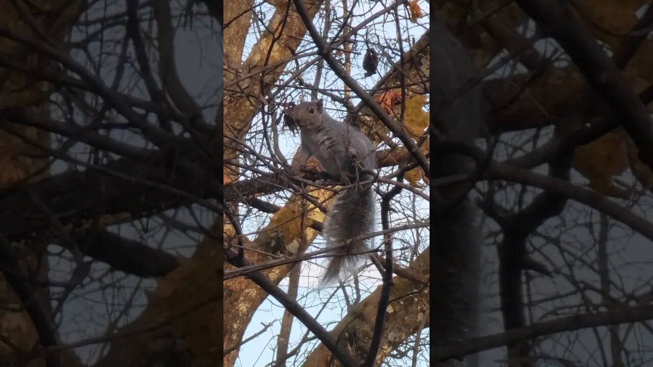 Funny Floofy Squirrel #fuzzy #floofy #cute #Squirrel