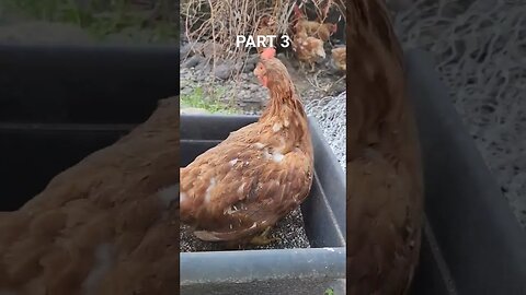 It's 100 degrees today! Part 3 #homestead #homesteading #farm #farmlife #chickens #goats #lgd