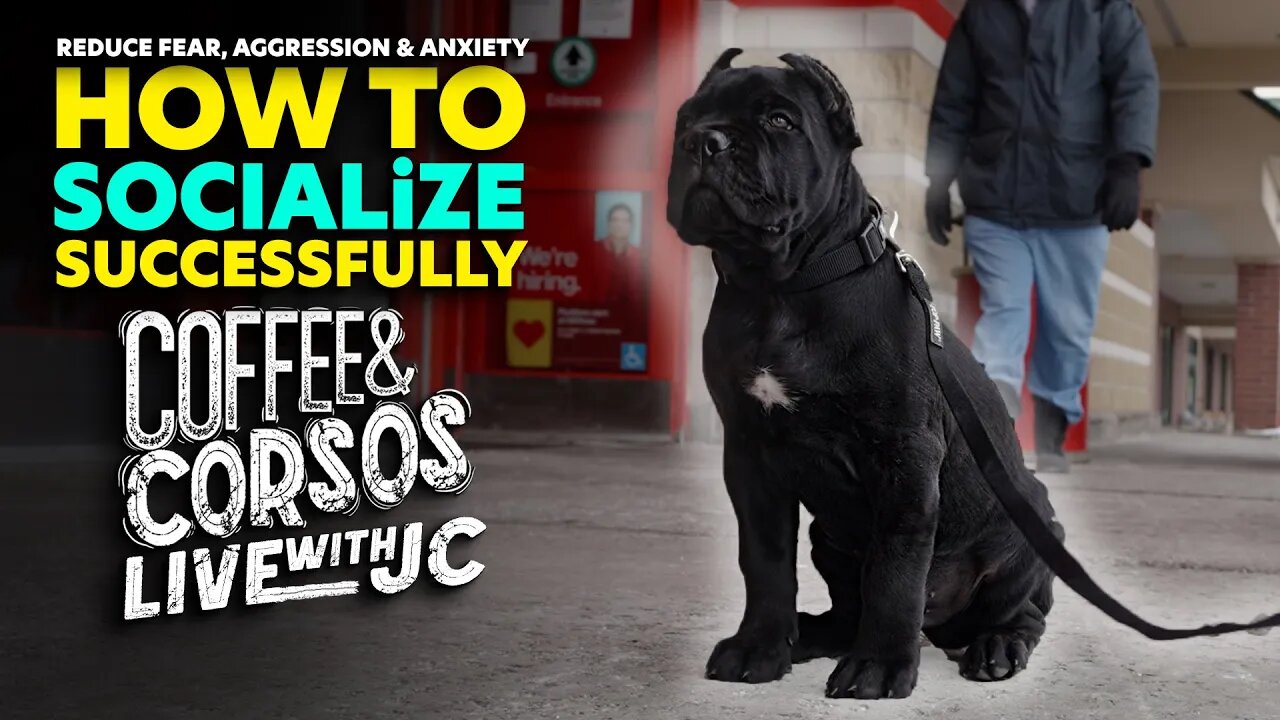 REDUCE FEAR, AGGRESSION & ANXIETY Thru Socialization COFFEE & CORSOS LIVE