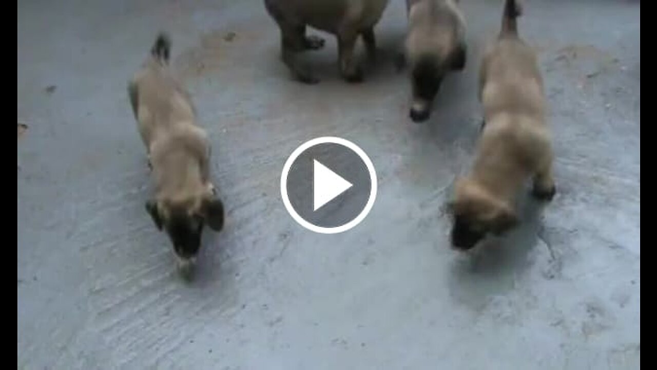 Anatolian Shepherd Dog Puppies