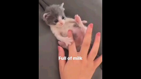 cat with full of milk😭🤗