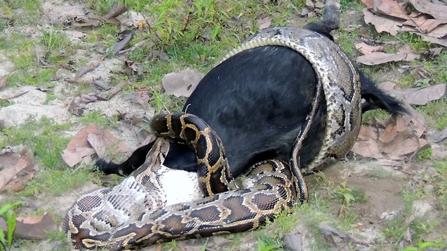 Caught On Camera: Python Devours Goat Whole