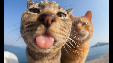 Try not to laugh🤣 Funny animals😹‖ #shorts #funnyvideos