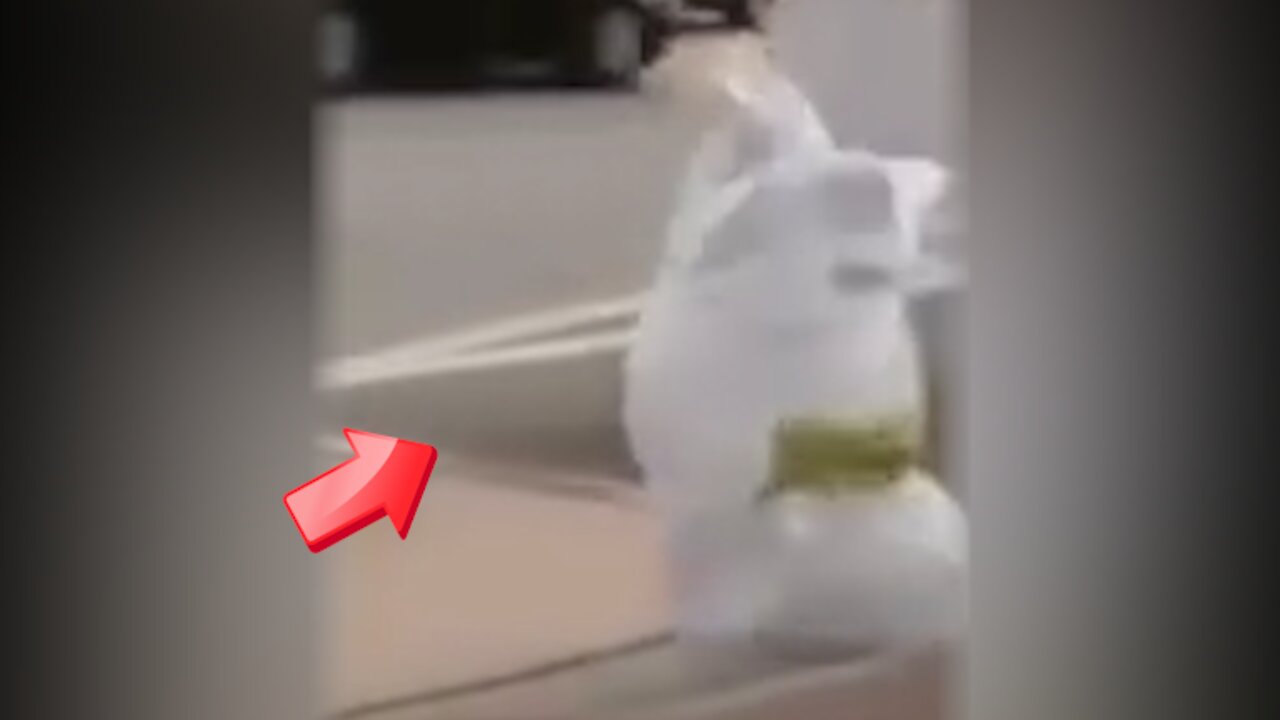 Large bag trying to cross the street [Mysterious]