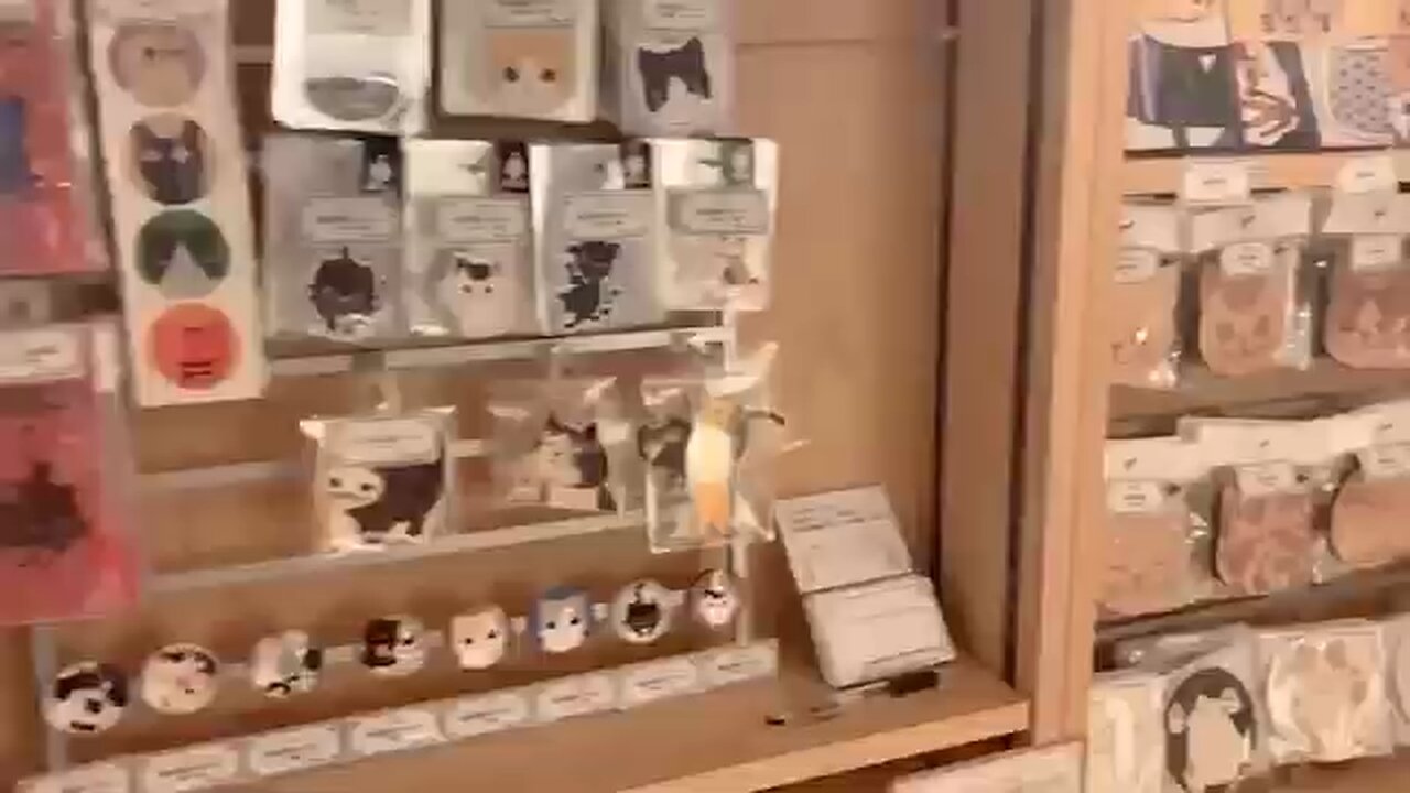 Japan's largest cat cafe in Kabukicho