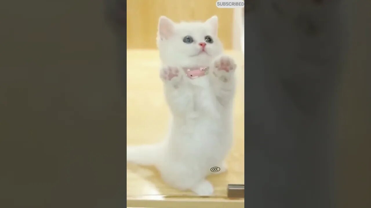 cute cat videos 😹 funny videos 😂 1159😻 #shorts