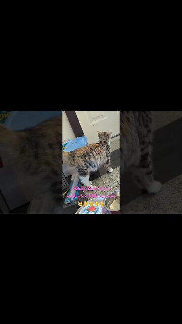 Momma Felicity Barn Cat