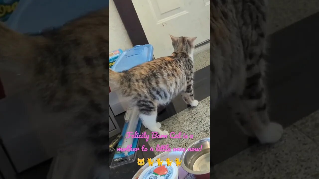 Momma Felicity Barn Cat