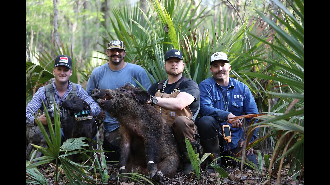 Dogs Catch A Stud Louisiana Hog