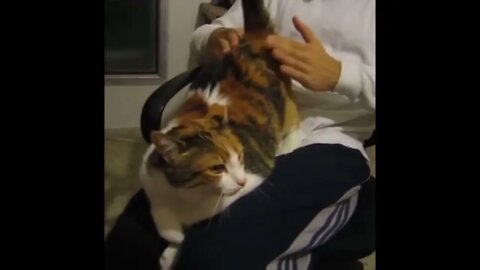 Cats are Weird