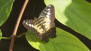 Butterfly Pavilion hopes to educate Coloradans while also providing a break from the cold