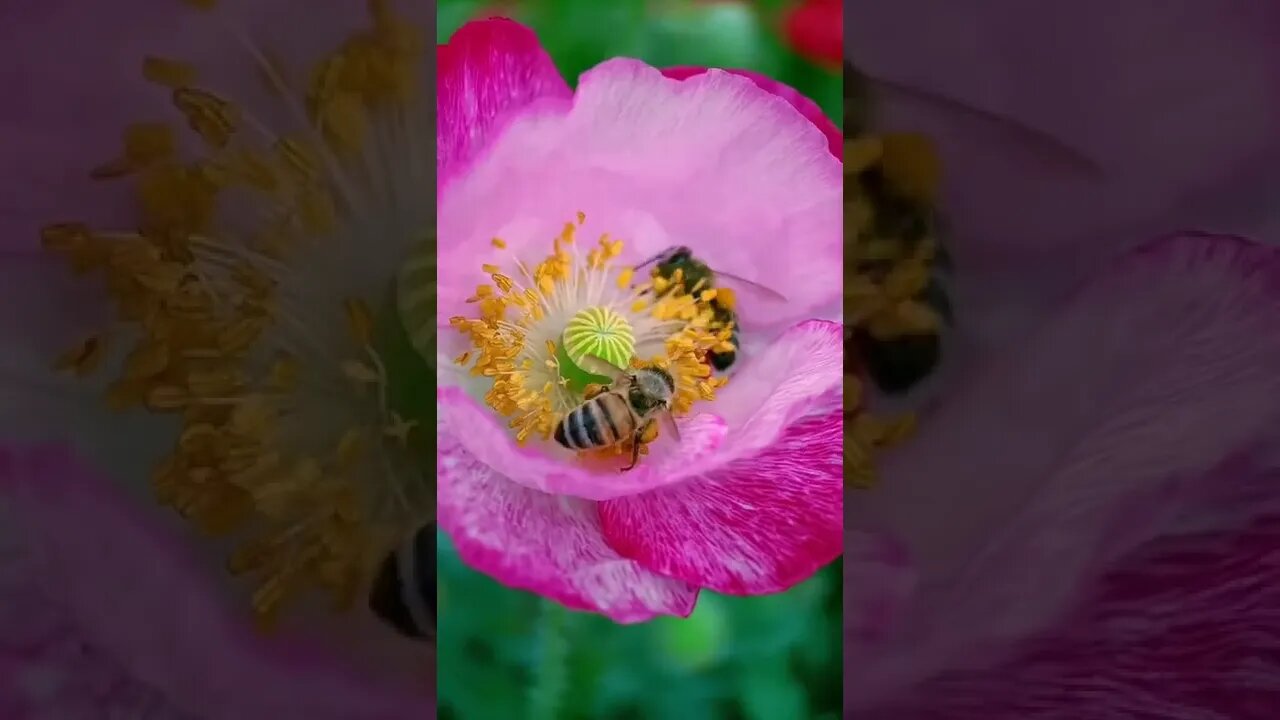 Natural Healing, Nature Healing, Visual Art, Bees and Flowers, Peaceful Healing, 自然疗愈，视觉艺术，蜜蜂和花朵