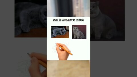 为什么很多人喜欢养蓝猫第二弹！#猫#萌宠#喵星人#猫咪#蓝猫