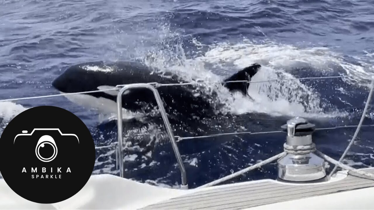 Terrifying moment killer whales attack boat sailing in ‘orca alley’ | USA TODAY