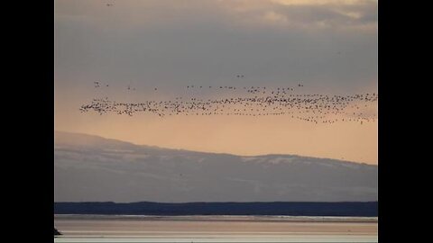 Sandhill Crane Festival 25th: 2023