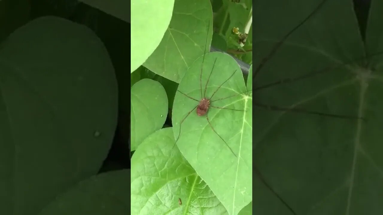 Spider on Morning Glory