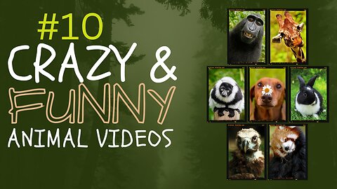 Very funny animals videos $$#@ So Cute🐵🐔🐶🐷🐵🐔🐶🐷 Animals #$##10