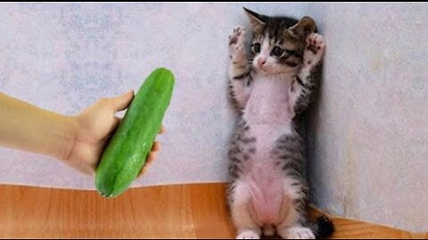 Funny vedio..