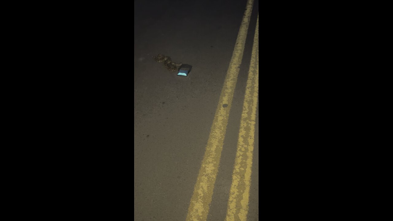 Not the snake, that snake.