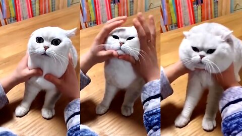 Funny moments cats 😁😁