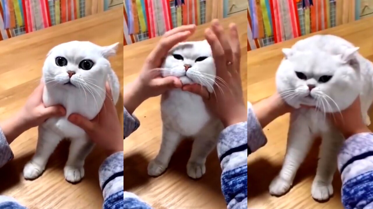 Funny moments cats 😁😁