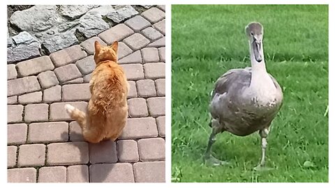 Swan Visit - Cat's reaction