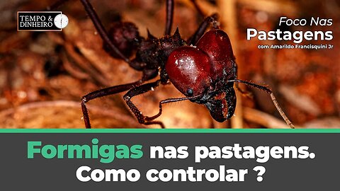 Formigas nas pastagens. Como controlar ?Saiba em Foco nas Pastagens