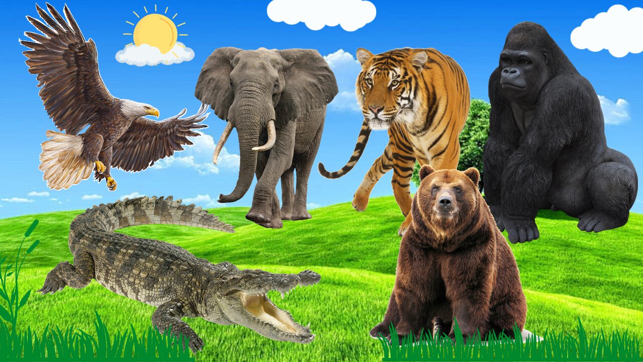 STRONG ANIMALS! Tiger! Crocodile! Eagle! Elephant! Bear! Gorilla!