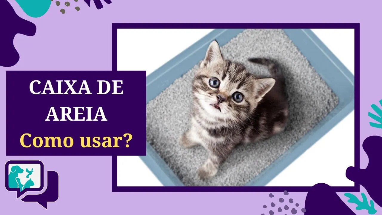 COMO ENSINAR O GATO A USAR A CAIXA DE AREIA