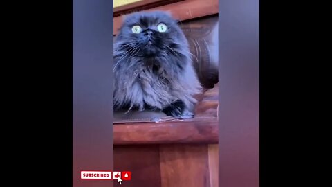 cute cat videos 😹 funny videos 😂1714