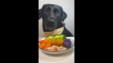 🌈 A Colorful Feast Today with My Labrador! 🐶😍 #PetStarDebut #YummyDelights #doggolife