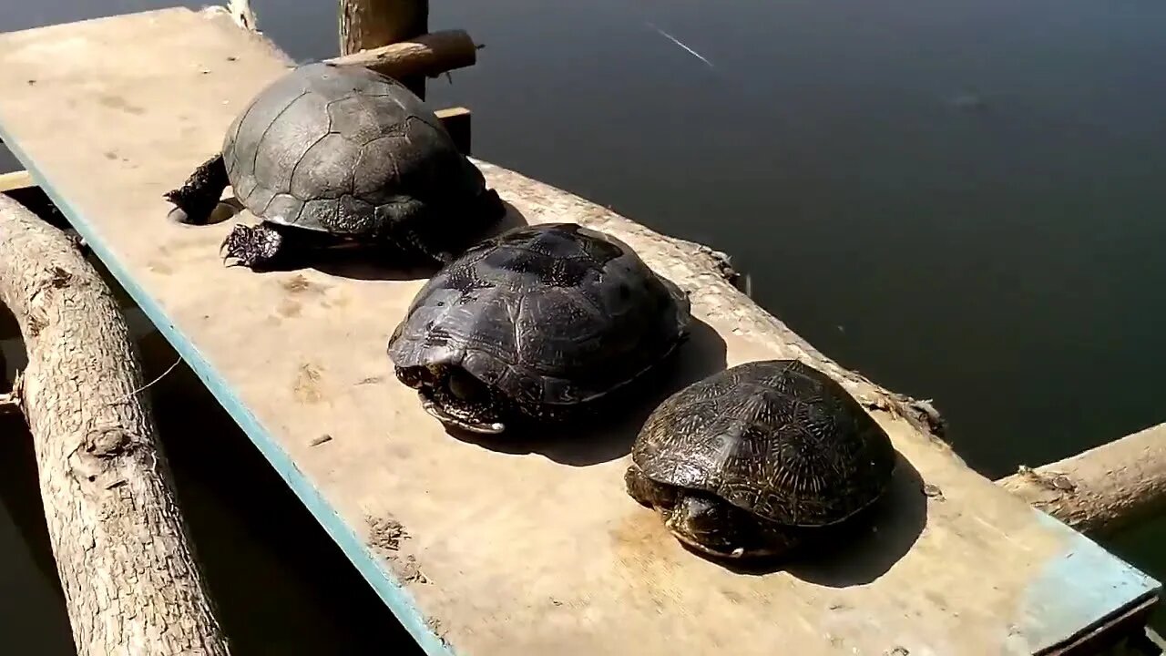 Спасённые черепахи