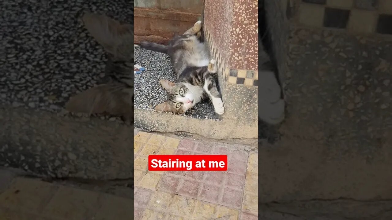 cute cat