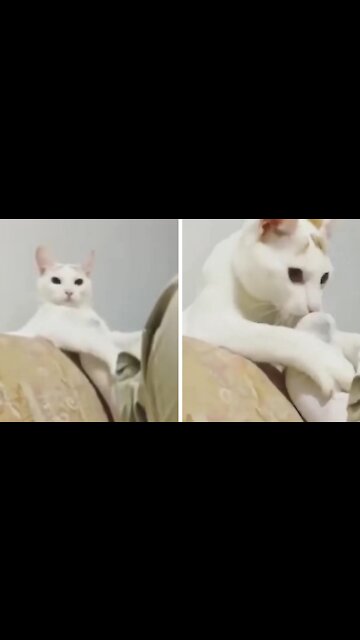 Cat Smells Its Owner's Socks, More Ends Fainting