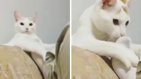 Cat Smells Its Owner's Socks, More Ends Fainting