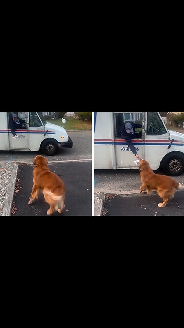 Happy Golden Retriever loves 'retrieving' the mail