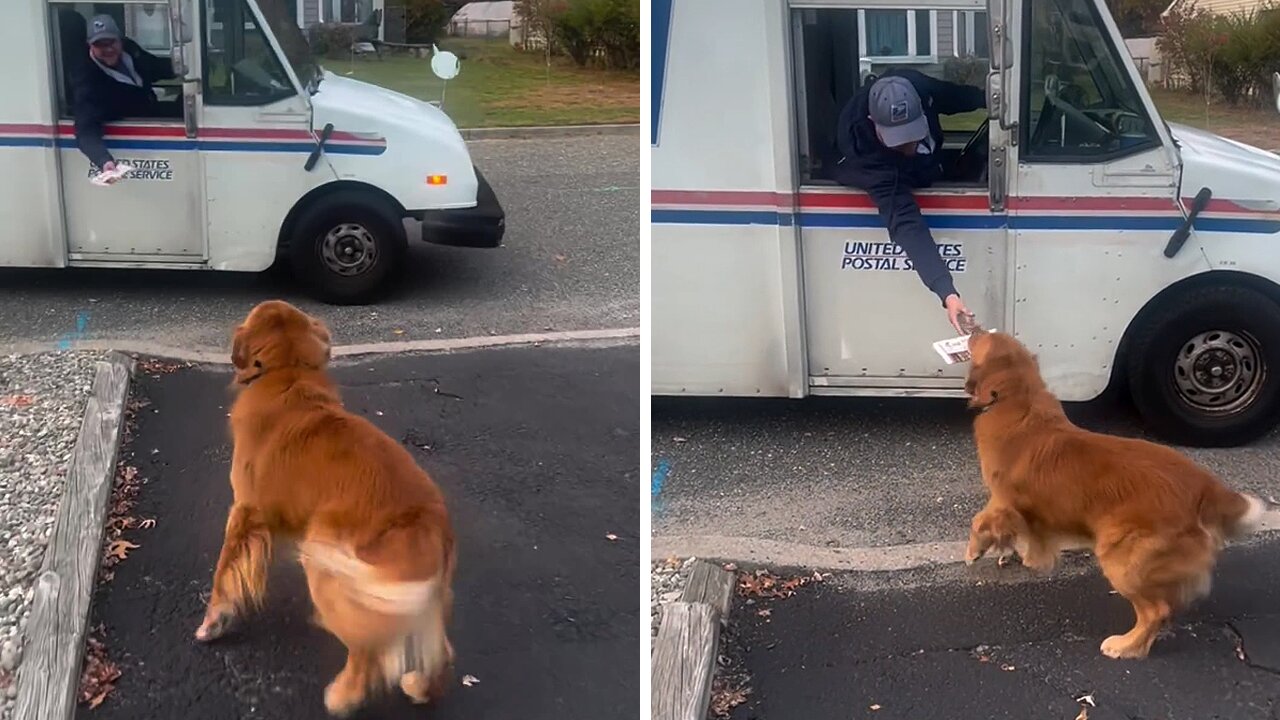 Happy Golden Retriever loves 'retrieving' the mail