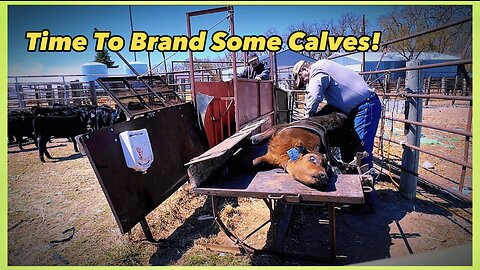 How We Brand Calves On A Calf Working Table