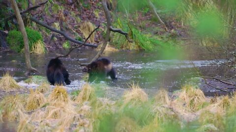 Two wolverine animals play on frozen water in the woods