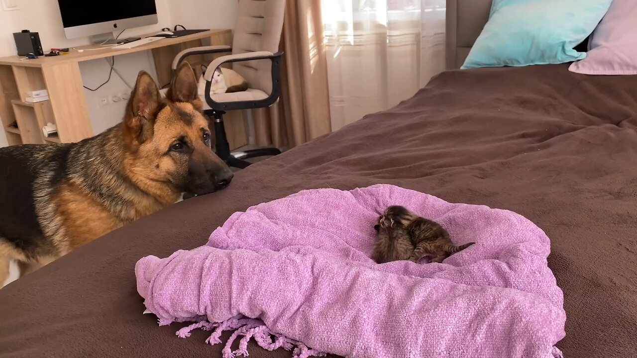 German Shepherd Meets Newborn Kittens for the First Time!