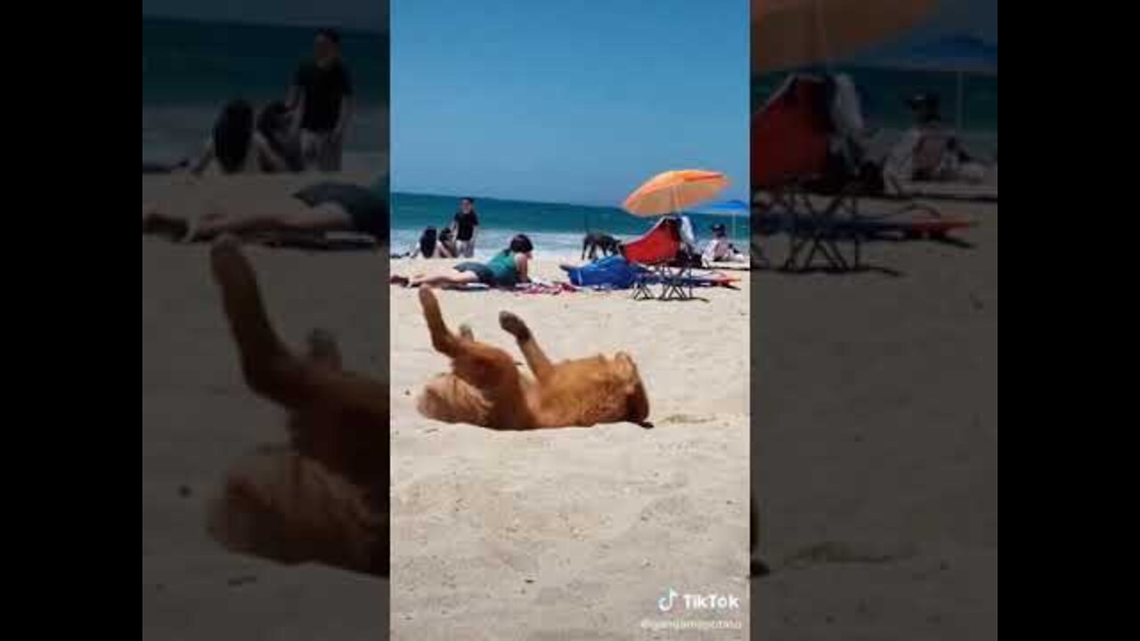 Funny Dog Reaction 🐶 Funny Dog Compilation Videos